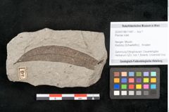 Foto (Objekt + Etikett) von Plantae indet.  (NHMW-GEO-2024-0188-11447)